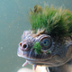 The Mary River turtle